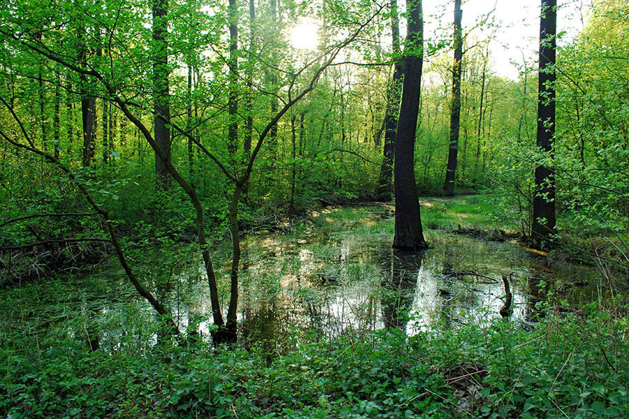 Natur Leipziger Stadtgeschichte Erfahren