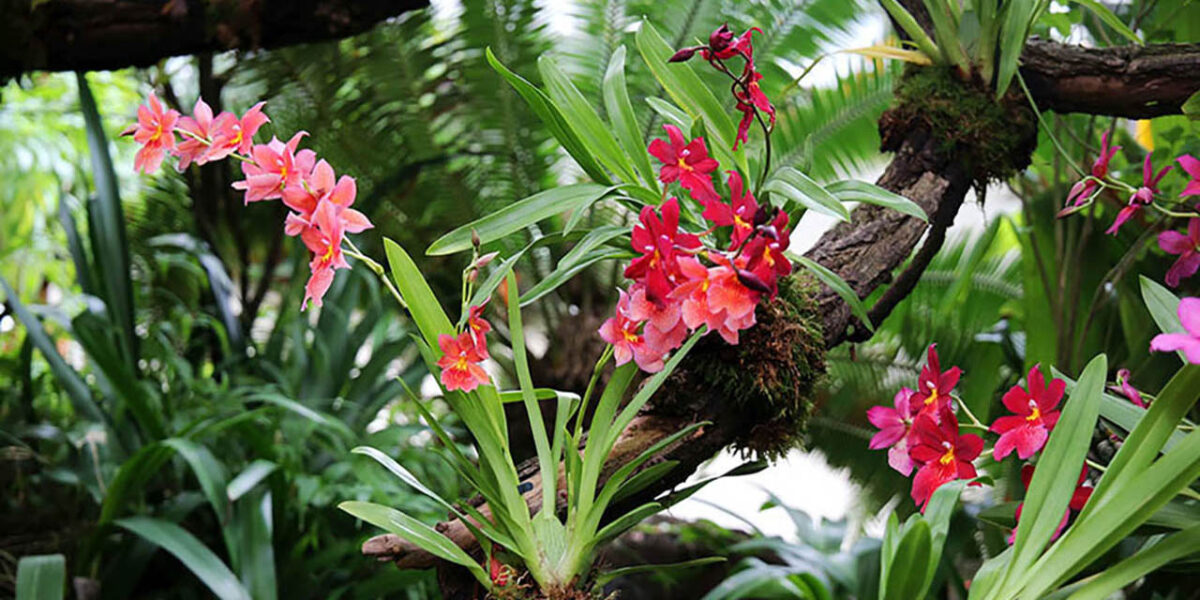 Orchideenschau im Botanischen Garten der Universität Leipzig