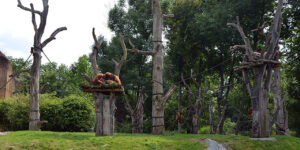 Foto: Leipzig – Pongoland im Zoo Leipzig